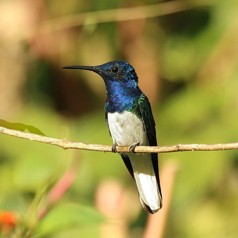 White-necked_jacobin__3