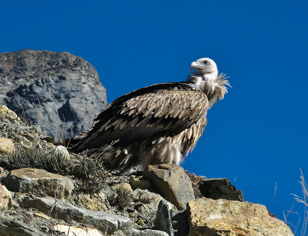 White-rumped Vulture