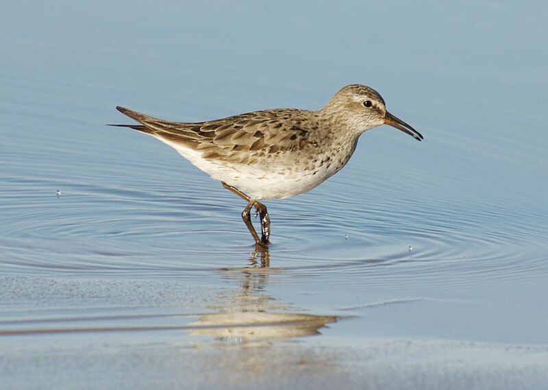 White-rumped_sandpiper__16