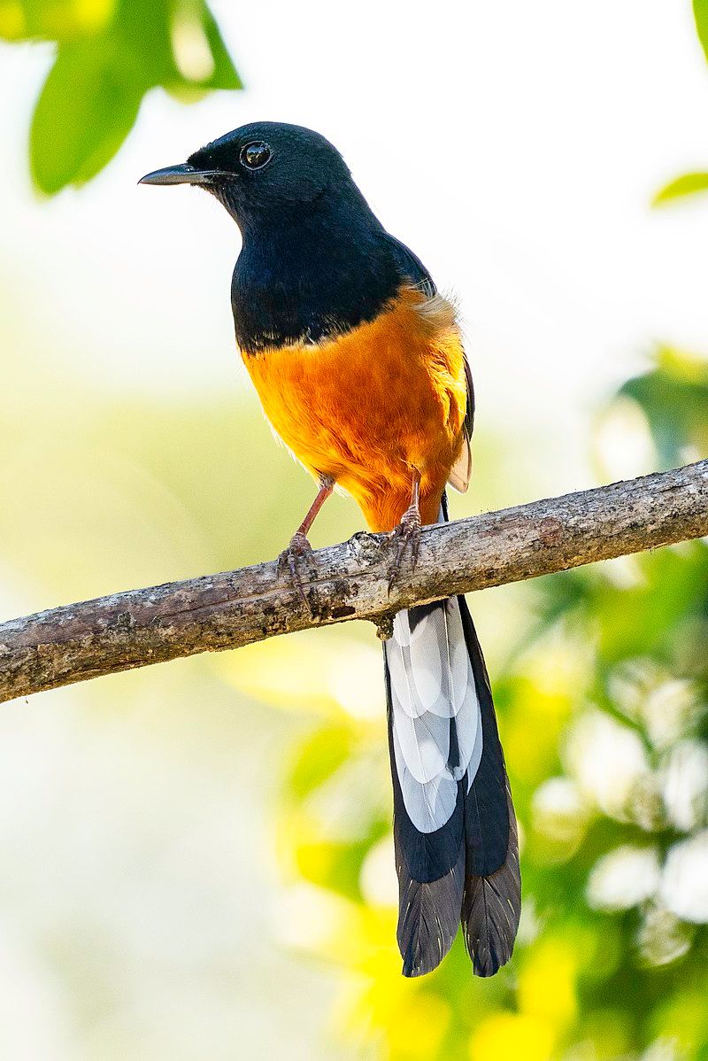 White-rumped_shama__21