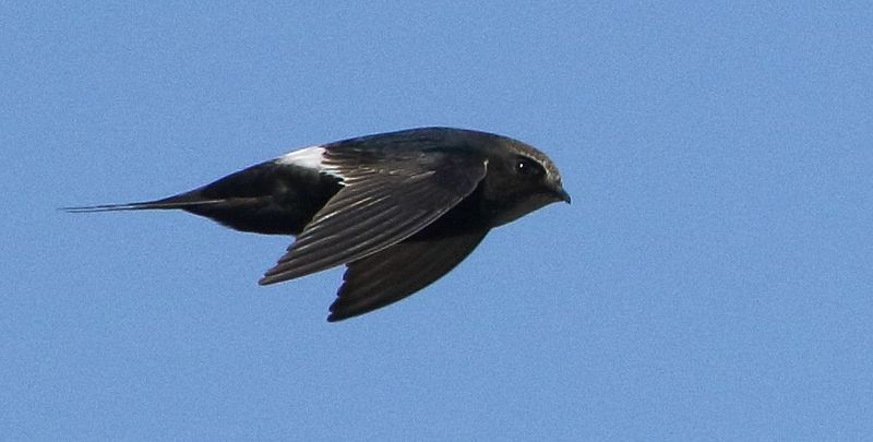 White-rumped_swift__11