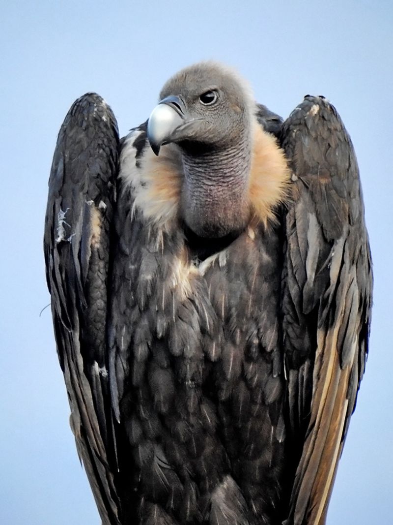 White-rumped_vulture__16