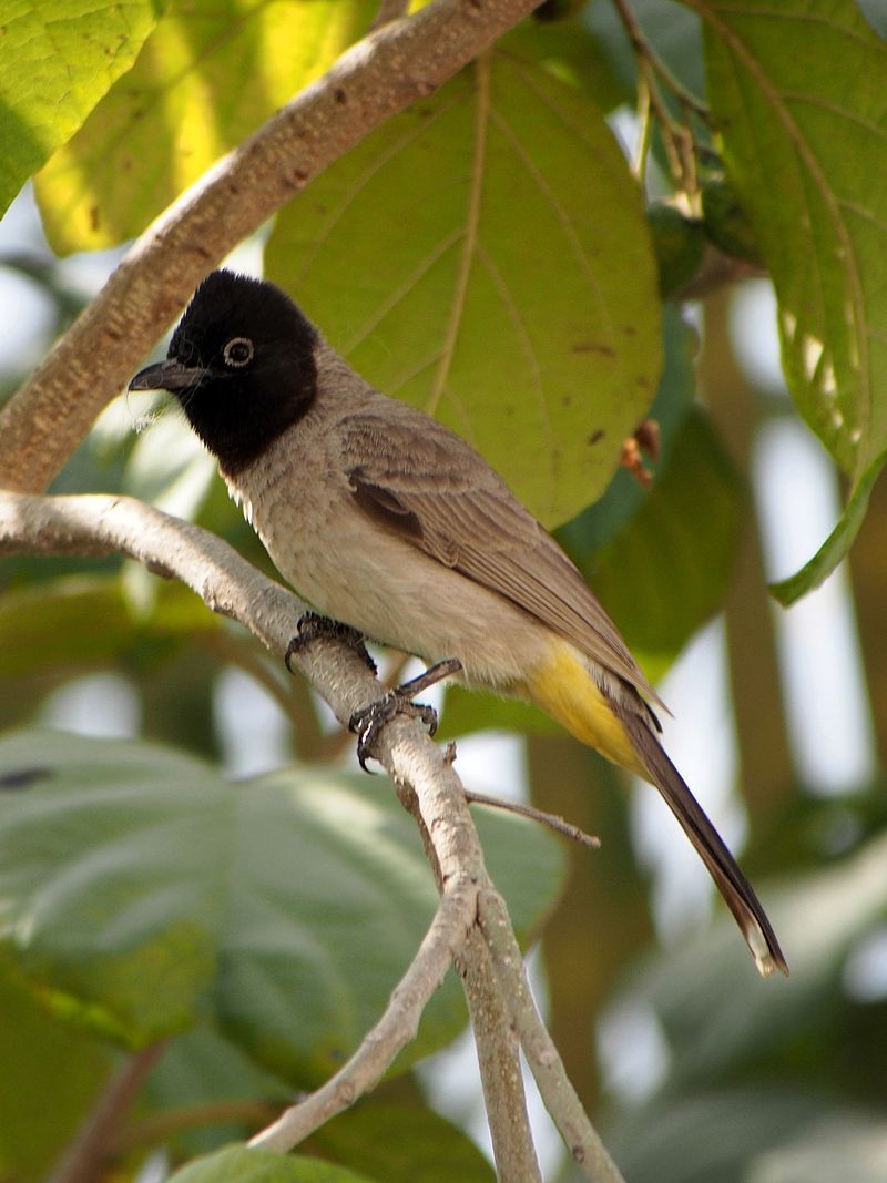 White-spectacled_bulbul__18