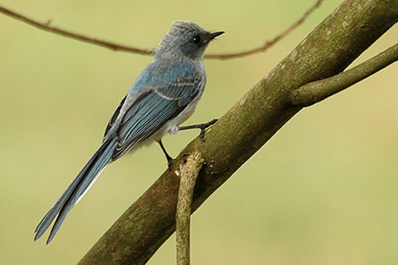 White-tailed_blue_flycatcher__7