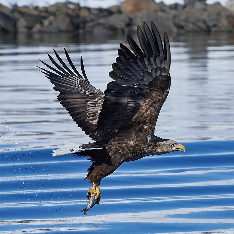 White-tailed_eagle__1