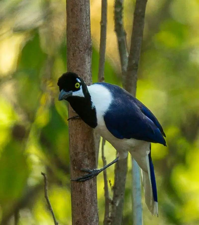 White-tailed_jay__4