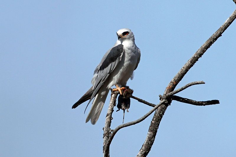 White-tailed_kite__15