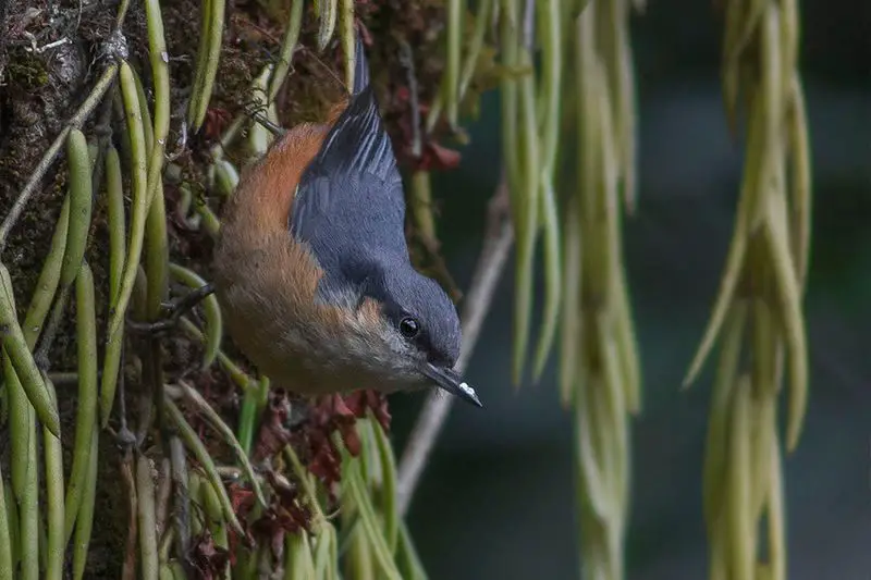 White-tailed_nuthatch__12