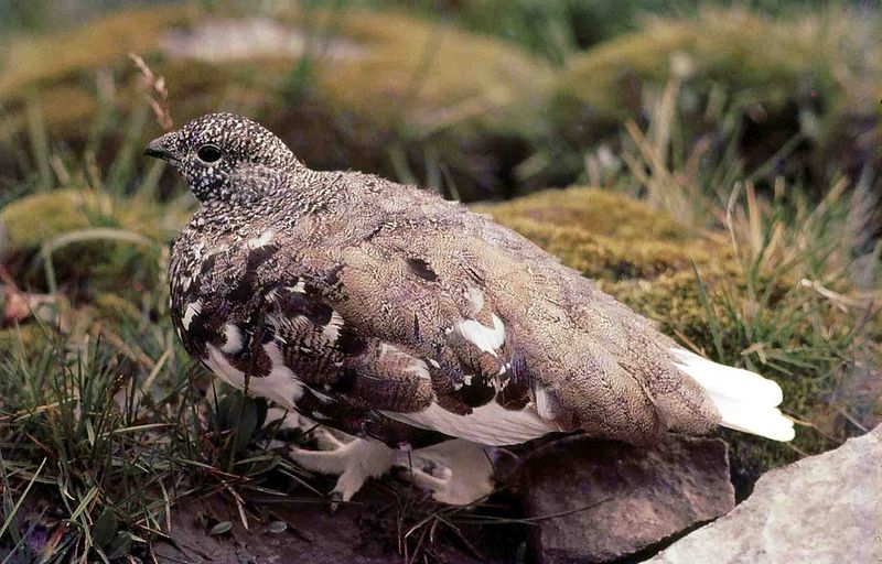 White-tailed_ptarmigan__5