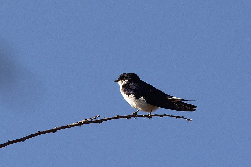 White-tailed_swallow__18