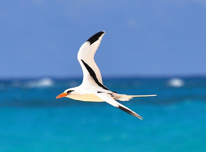 White-tailed_tropicbird__13