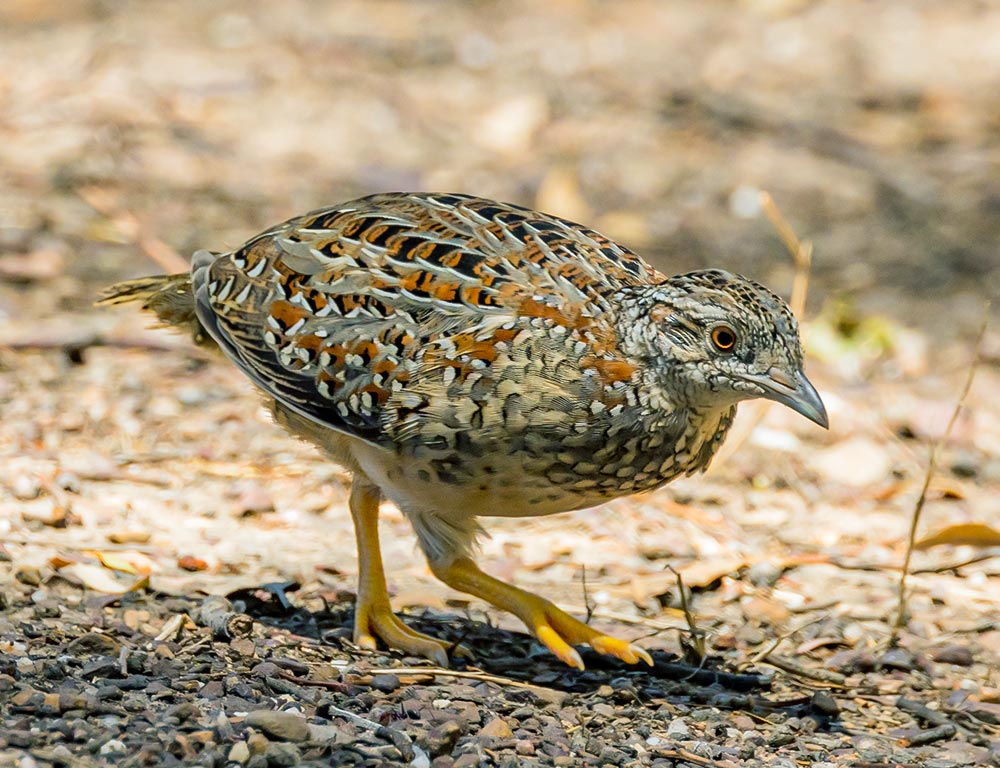 White-throated Francolin