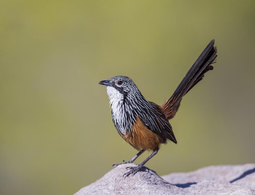 White-throated Grasswren