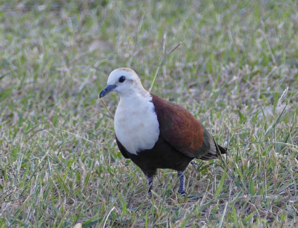 White-throated ground dove