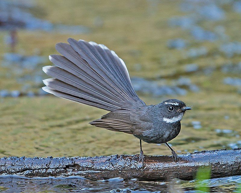 White-throated_fantail__21