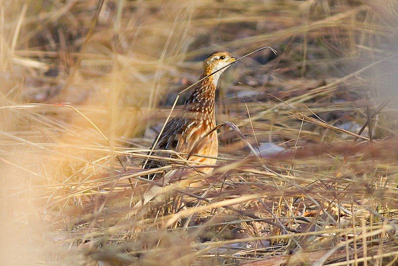 White-throated_francolin__15