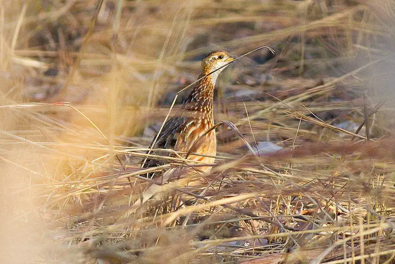 White-throated_francolin__19