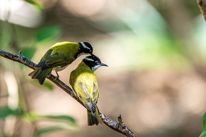 White-throated_honeyeater__31