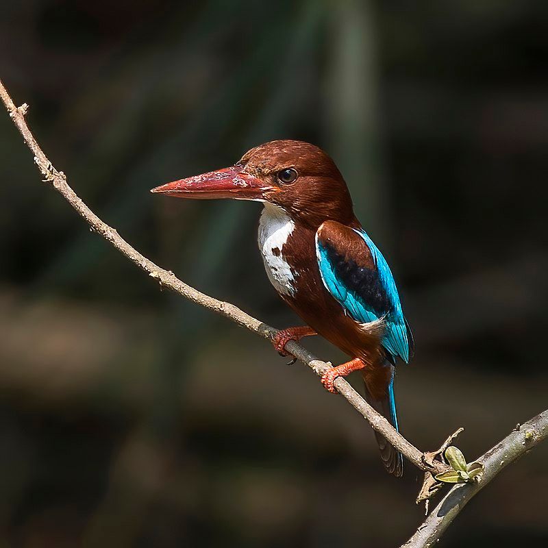 White-throated_kingfisher__10