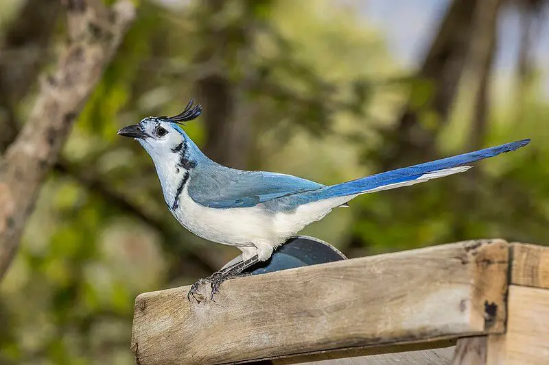 White-throated_magpie-jay__1