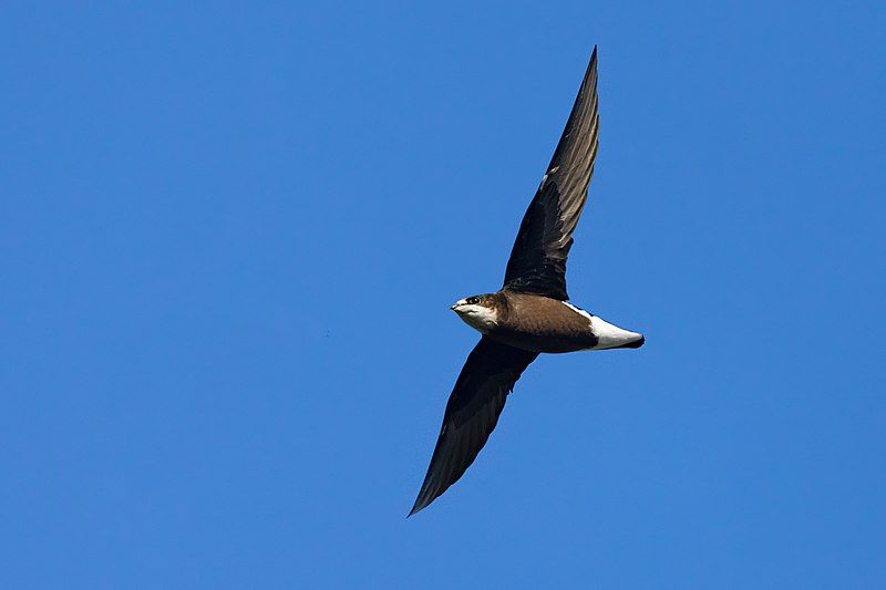 White-throated_needletail__14