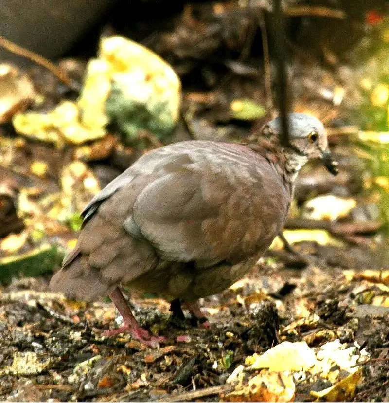 White-throated_quail-dove__22