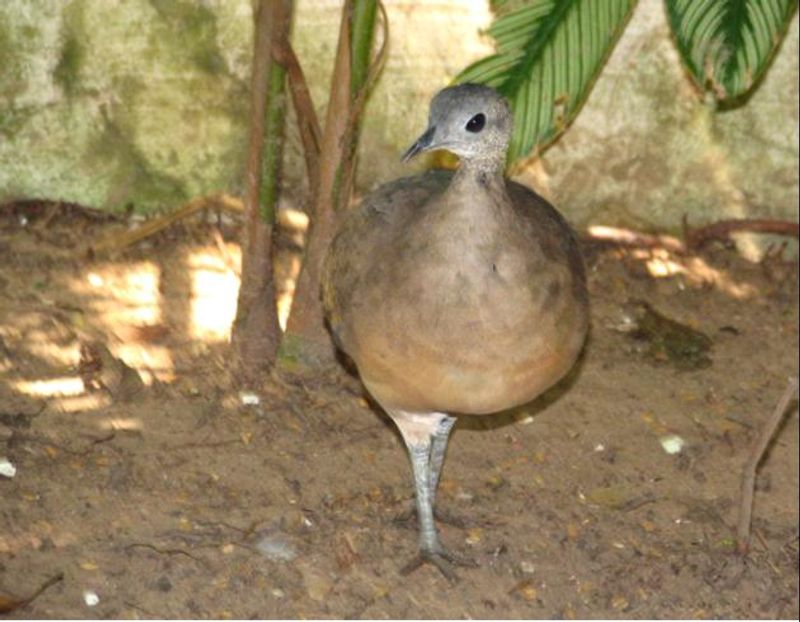 White-throated_tinamou__9