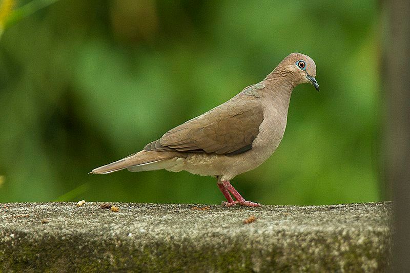 White-tipped_dove__12