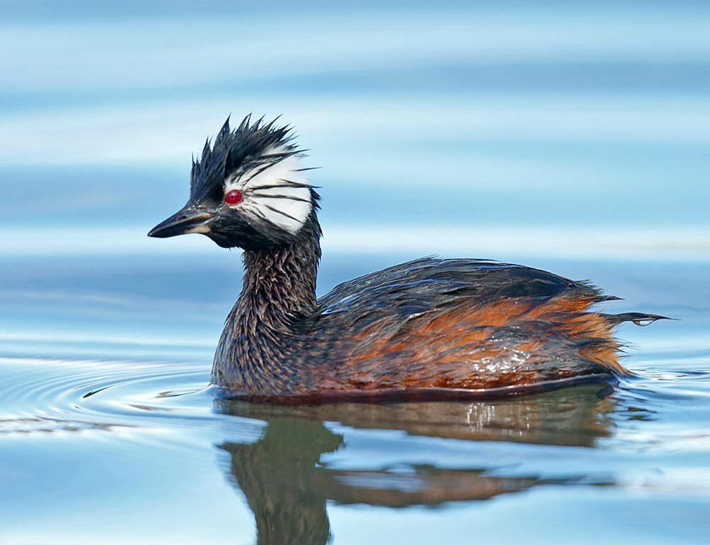 White-tufted Grebe