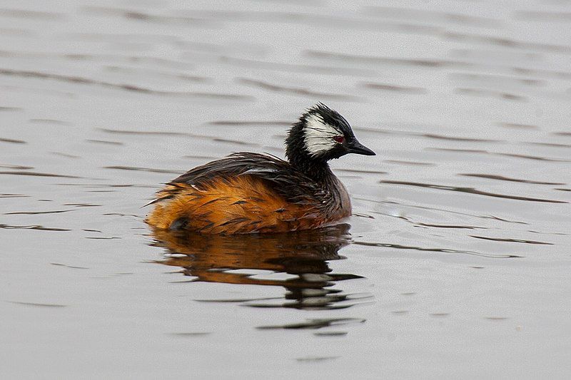 White-tufted_grebe__2