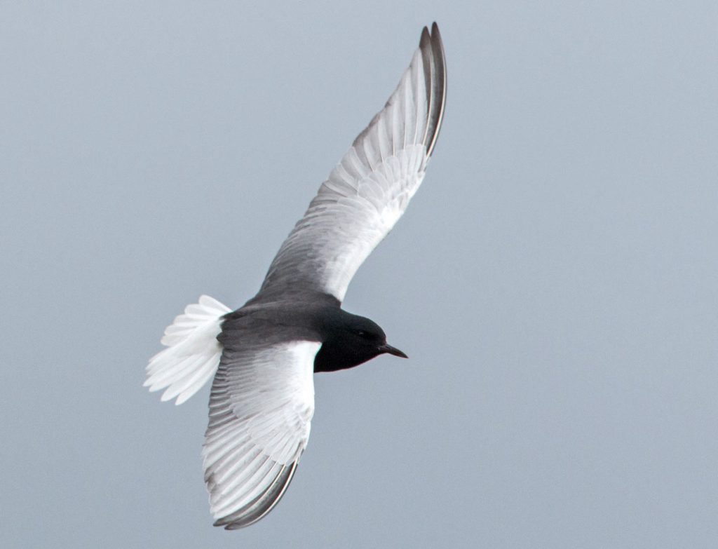 White-winged tern