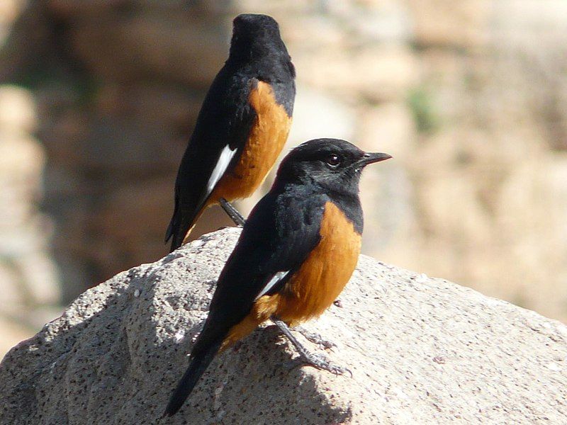 White-winged_cliff_chat__16