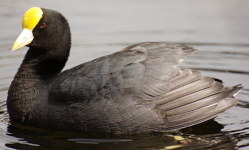 White-winged_coot__15