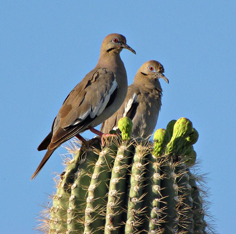 White-winged_dove__1