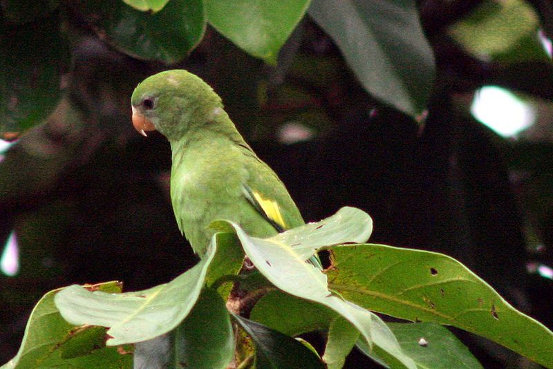 White-winged_parakeet__10