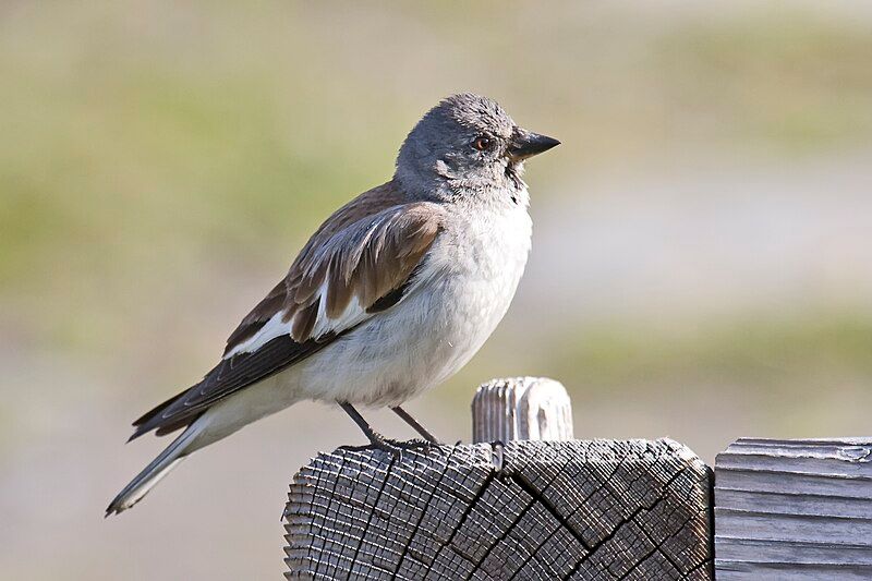 White-winged_snowfinch__10