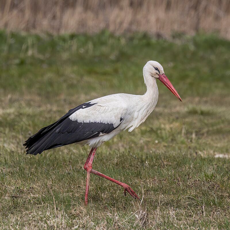 White_stork__12