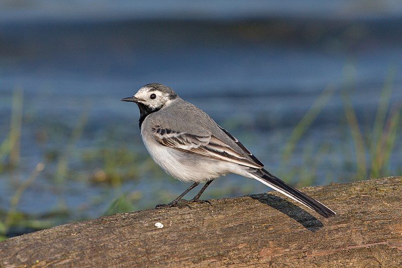 White_wagtail__10