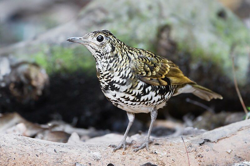 White's_thrush__9