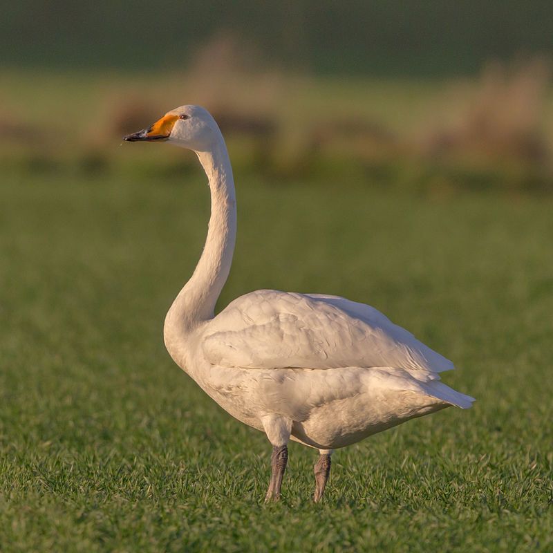 Whooper_swan__13