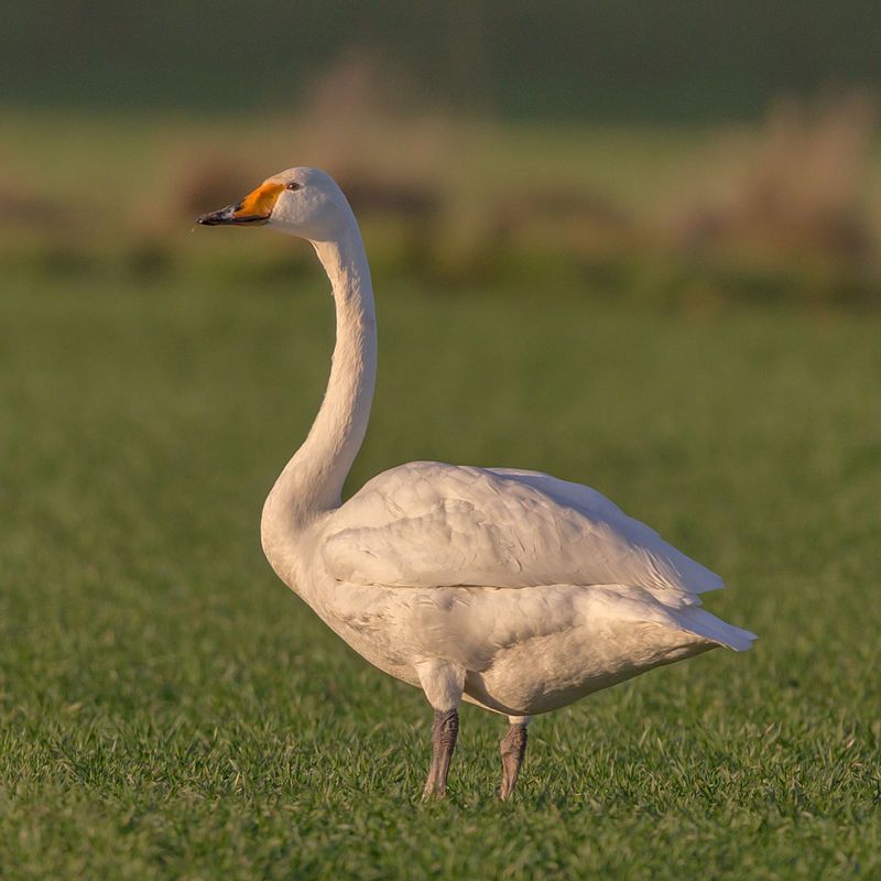 Whooper_swan__21
