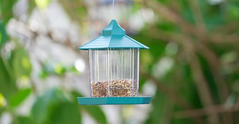 Why Are Birds Not Coming to My Feeder Anymore