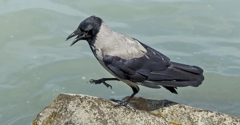 Why Are Crows Considered So Intelligent