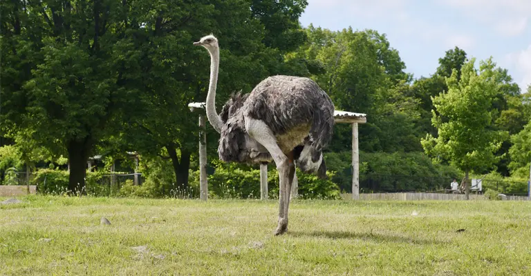 Why Are Ostriches Important