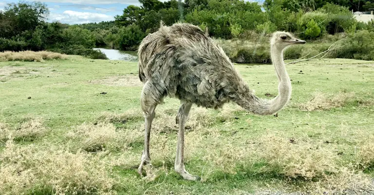 Why Are Ostriches So Fascinating