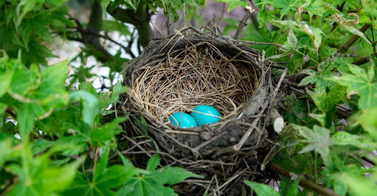 Why Do Birds Abandon Their Nests