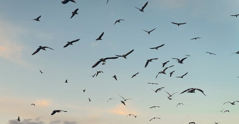 Why Do Birds Circle Around Dead Animals