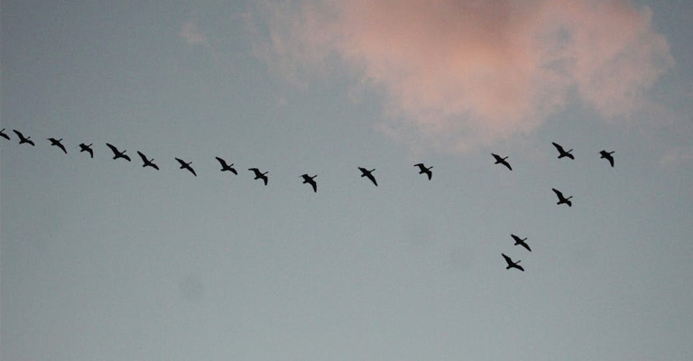 Why Do Birds Fly In V Formation