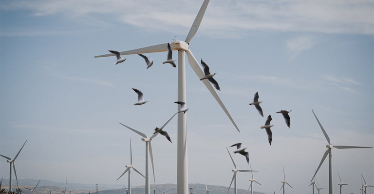 Why Do Birds Fly into Wind Turbines