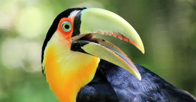 Why Do Birds Have Beaks